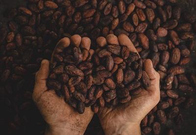 Especialistas apostam em cenário favorável para café no pós-Covid - News Rondônia
