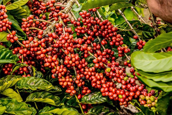 CONAB MOSTRA AUMENTO NA SAFRA DE CAFÉ IMPULSIONADA PELA BIENALIDADE POSITIVA EM 2020 - News Rondônia
