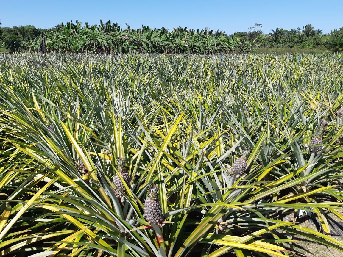 Embrapa Rondônia abre inscrições para curso online sobre sistema de produção de abacaxi - News Rondônia