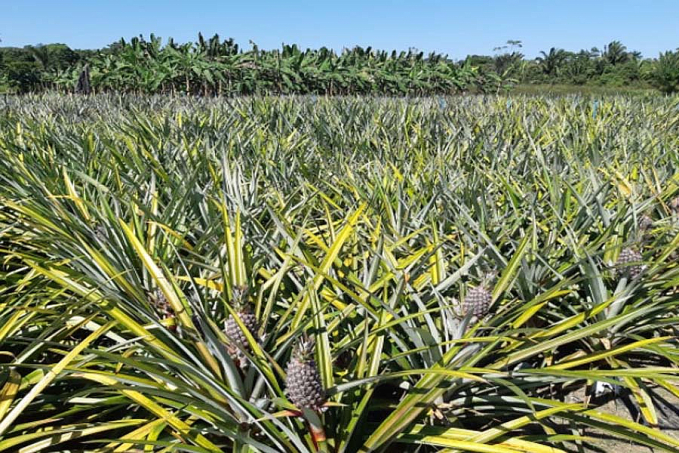 Embrapa Rondônia abre inscrições para curso online sobre sistema de produção de abacaxi - News Rondônia