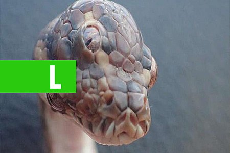 COBRA DE TRÊS OLHOS É ENCONTRADA EM ESTRADA - News Rondônia