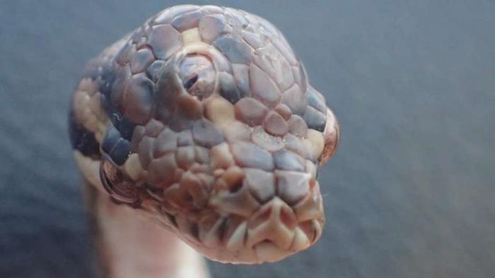 COBRA DE TRÊS OLHOS É ENCONTRADA EM ESTRADA - News Rondônia