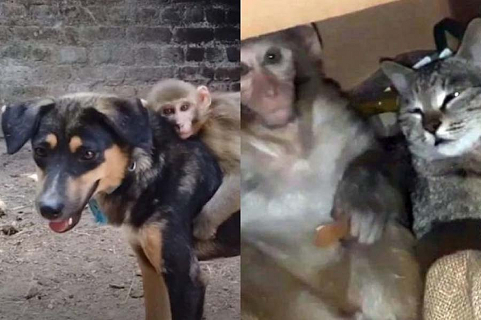 Filhote de macaco adota cão como pai e faz amizade com gato - News Rondônia