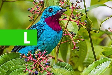 SAIBA O SIGNIFICADO DE SONHAR COM PASSARINHO - News Rondônia