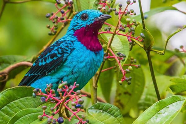 SAIBA O SIGNIFICADO DE SONHAR COM PASSARINHO - News Rondônia