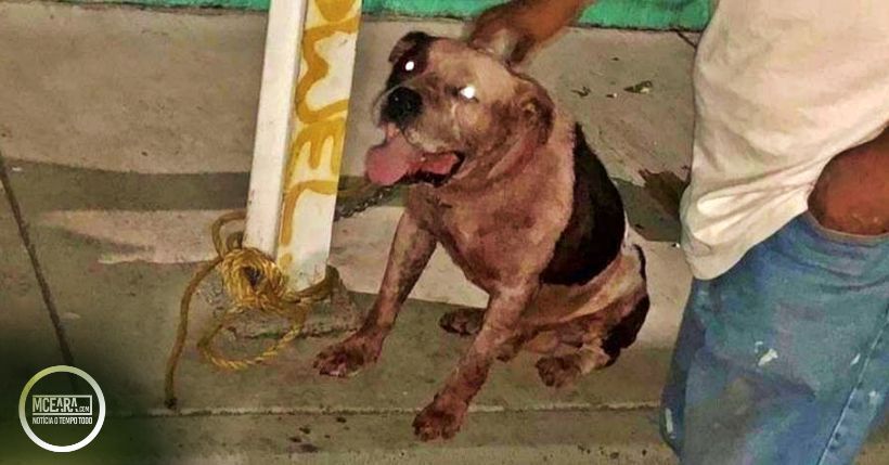 BANDIDO É MORTO DEPOIS DE SER 'ESTRAÇALHADO' POR PITBULL QUANDO TENTAVA ROUBAR UMA CASA - News Rondônia