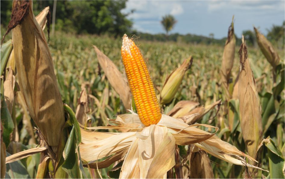 RETROSPECTIVA - Agropecuária e agricultura continuam crescendo em 2020 e superam produções dos anos anteriores em Rondônia - News Rondônia