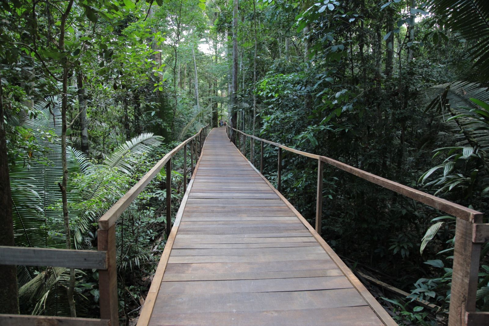 PREFEITURA OFERECE TRILHA PARA PAIS E FILHOS NO PARQUE NATURAL - News Rondônia