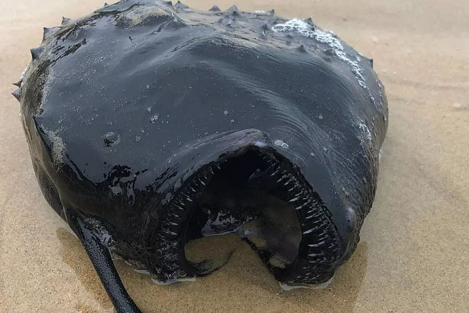 Peixe das profundezas do oceano é encontrado em praia na Califórnia - News Rondônia