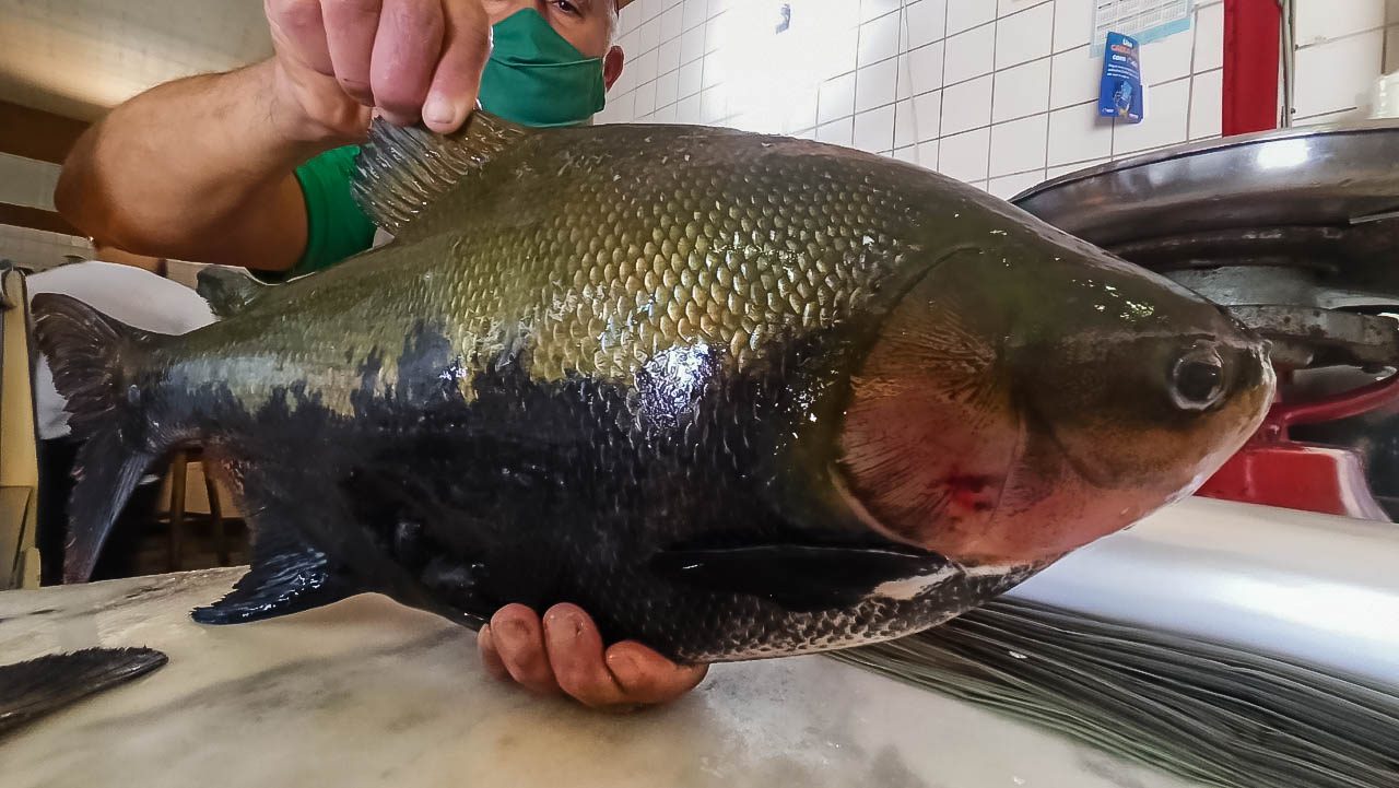 NOTA DE ESCLARECIMENTO  Tambaqui de Rondônia não está a associado a síndrome de haff (doença da urina preta) - News Rondônia