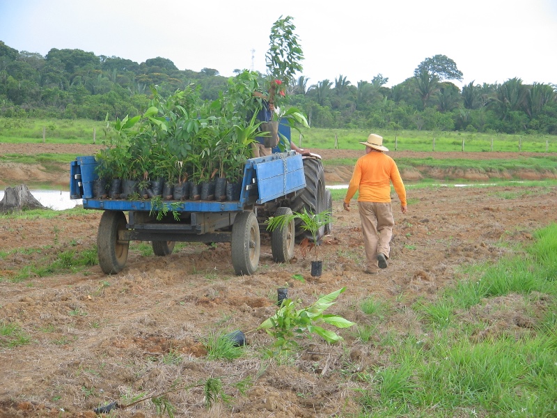 Embrapa e Rioterra unem esforços para a recuperação de áreas degradadas em Rondônia - News Rondônia
