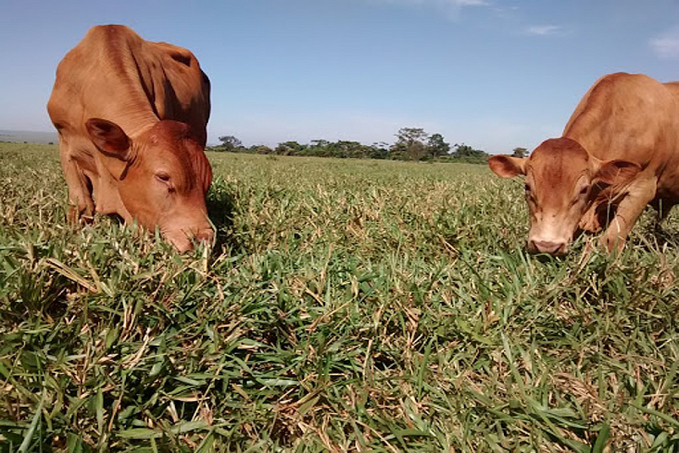 Conab e Unicamp firmam acordo para gerar inteligência ao setor agropecuário - News Rondônia