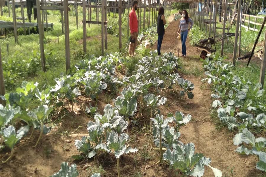 Município apresenta alternativas às queimadas na agricultura - News Rondônia