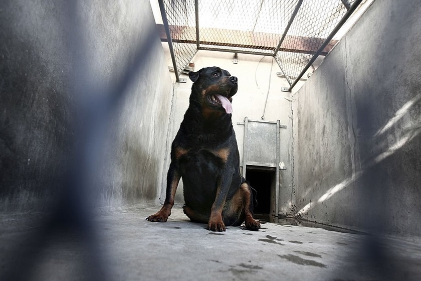 BEBÊ DE UM ANO E TRÊS MESES É MORTO POR CACHORRO ROTTWEILER - News Rondônia