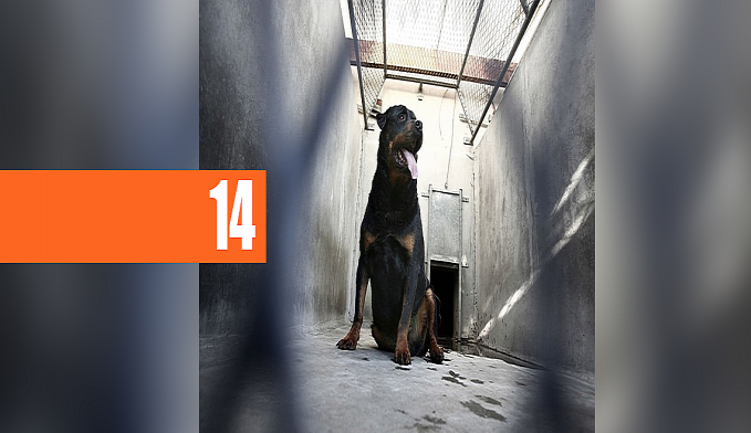BEBÊ DE UM ANO E TRÊS MESES É MORTO POR CACHORRO ROTTWEILER - News Rondônia