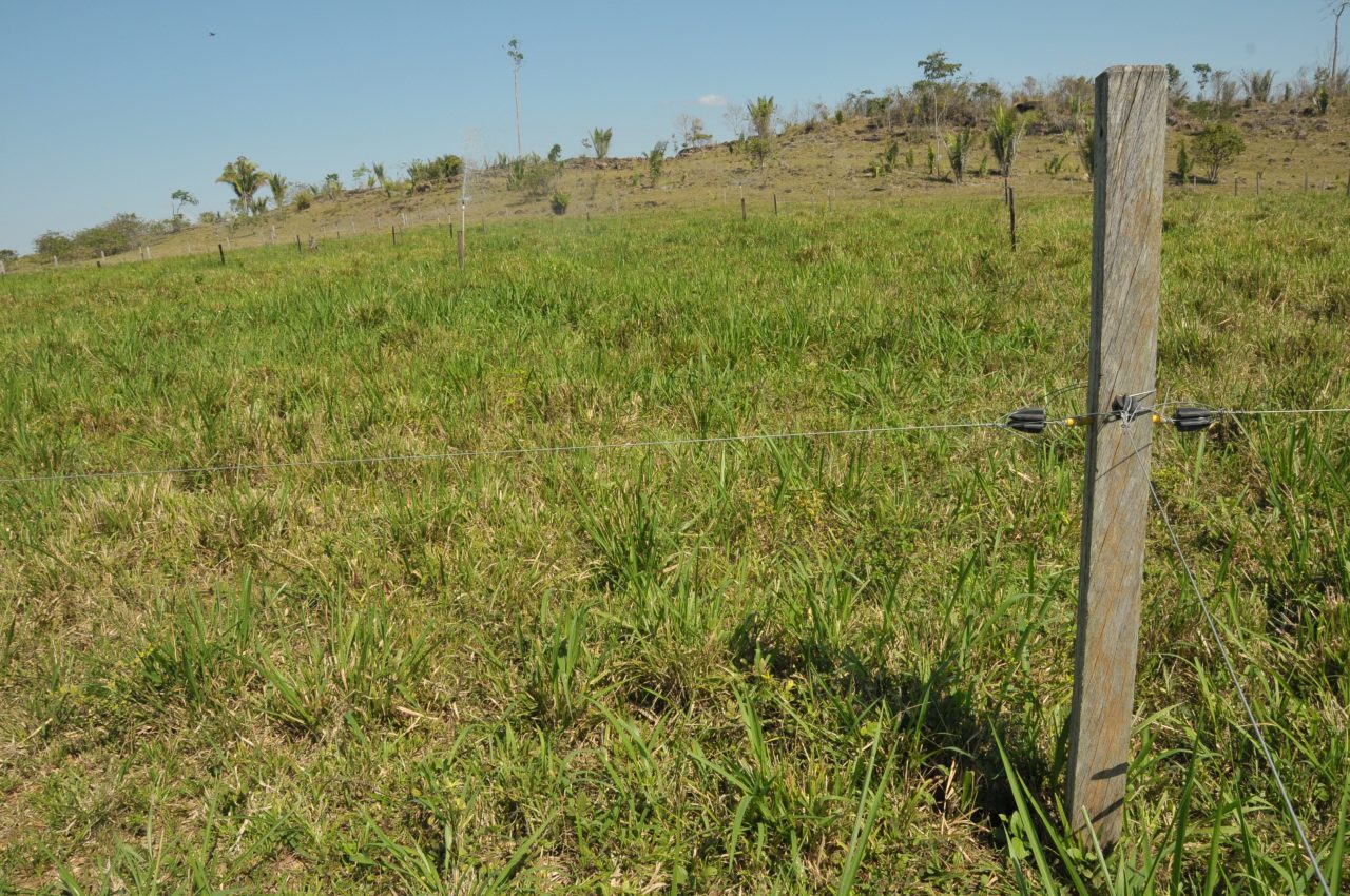 BOVINOCULTURA - SIMPÓSIO EM OURO PRETO DO OESTE DISCUTIRÁ TÉCNICAS PARA MELHORIA NO MANEJO DE PASTAGENS - News Rondônia