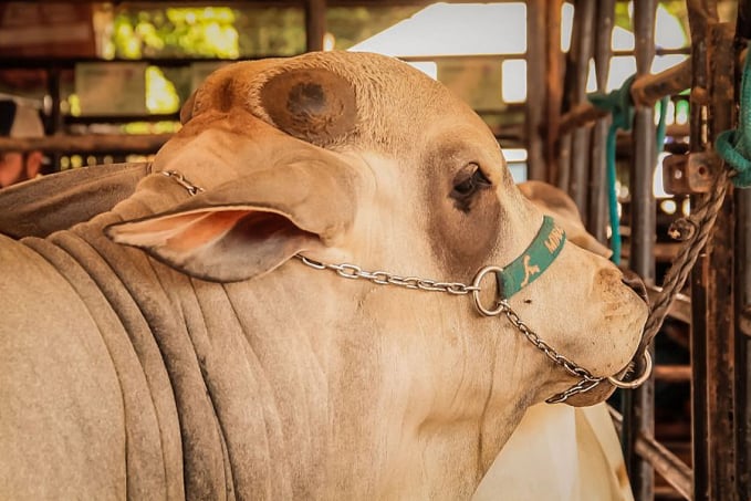 Rondônia lidera produção de gado na Amazônia, sem vacinação e de modo sustentável - News Rondônia