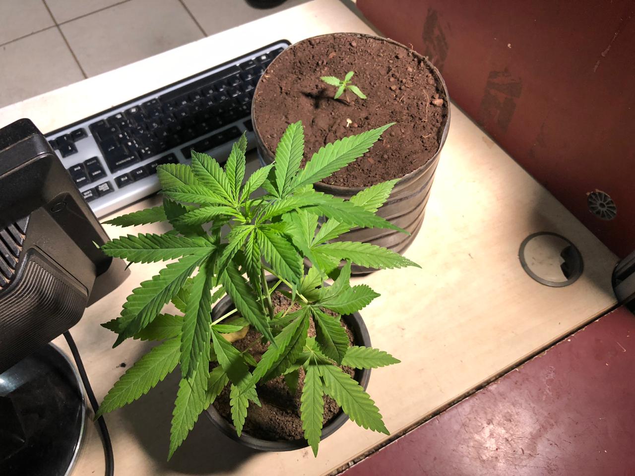 Venezuelano é preso após agredir dona de vila de apartamentos e ser encontrado cultivos de maconha em seu quarto - News Rondônia
