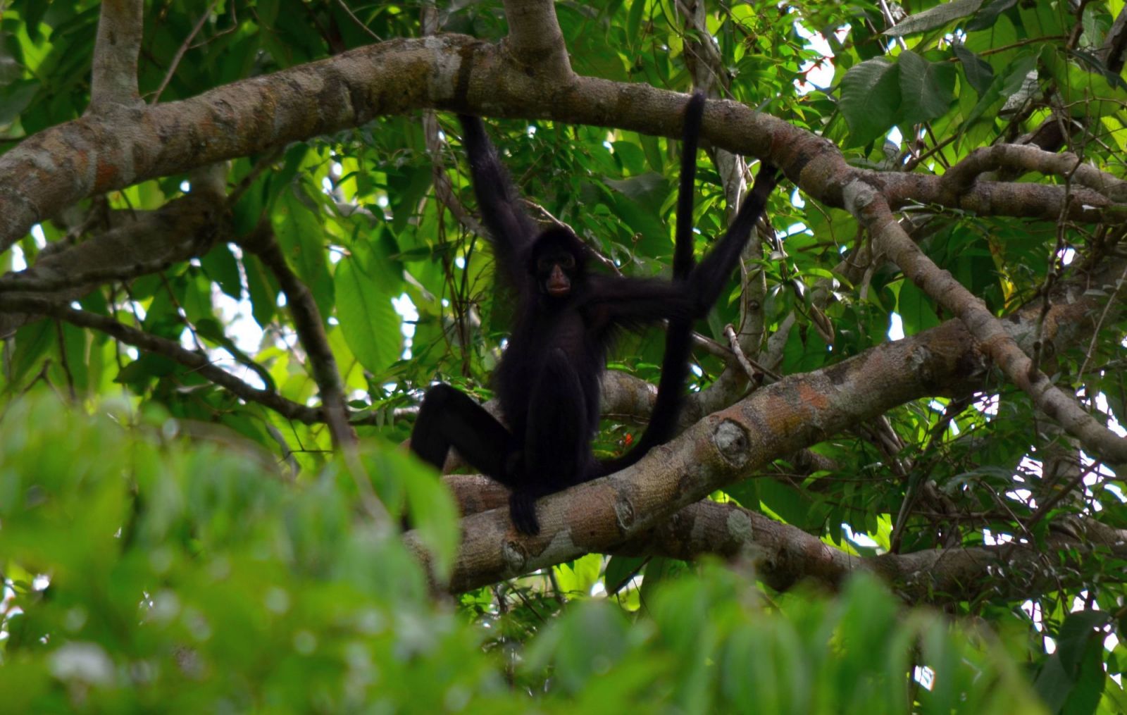 EM MANAUS, INSTITUTO MAMIRAUÁ APRESENTA O FANTÁSTICO MUNDO DOS MACACOS DO MÉDIO SOLIMÕES - News Rondônia