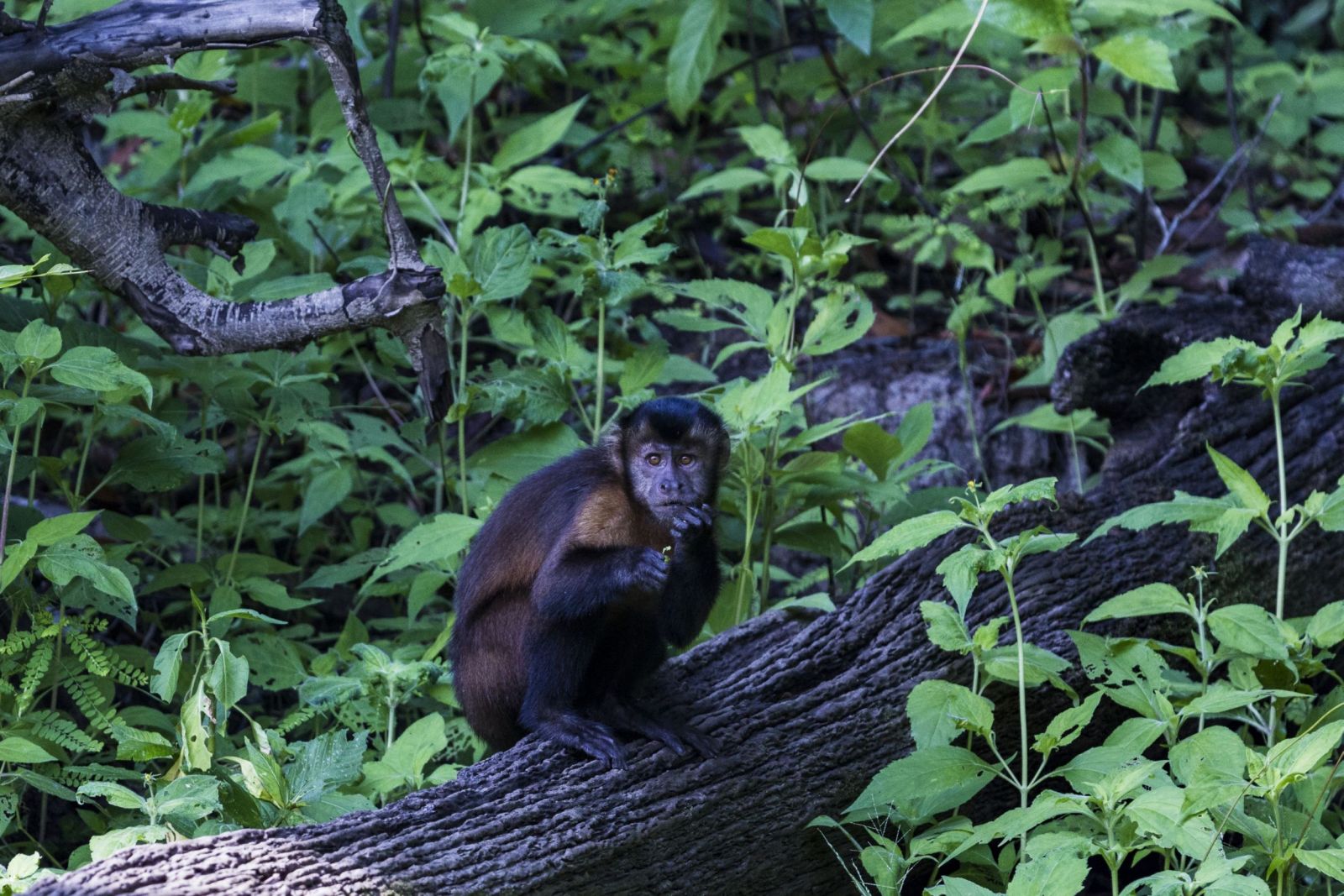 EM MANAUS, INSTITUTO MAMIRAUÁ APRESENTA O FANTÁSTICO MUNDO DOS MACACOS DO MÉDIO SOLIMÕES - News Rondônia