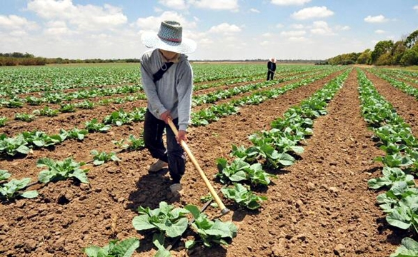 CONAB DIVULGA PRODUTOS QUE TERÃO DESCONTOS NO FINANCIAMENTO DE AGRICULTORES FAMILIARES ESTE MÊS - News Rondônia
