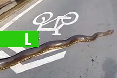 VEJA VÍDEO: SUCURI DE TRÊS METROS É FLAGRADA ATRAVESSANDO AVENIDA - News Rondônia