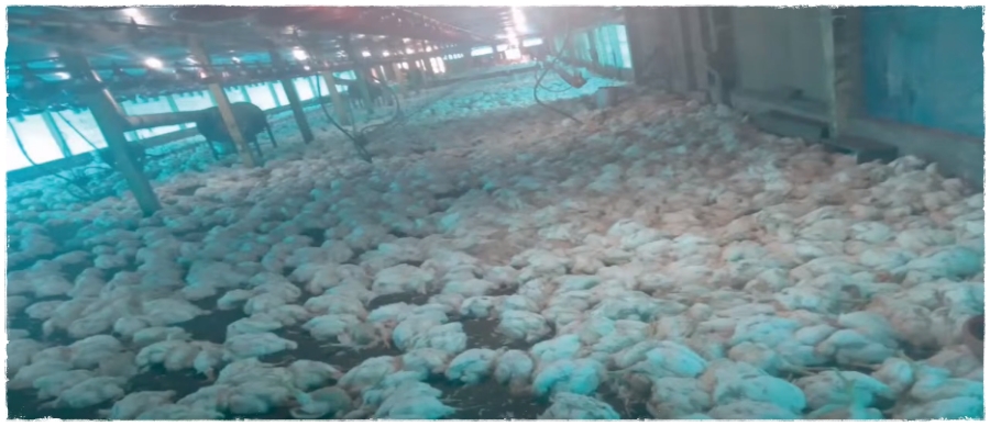 Queda de energia elétrica provoca a morte de 15 mil galinhas em granja no Acre; dono quer reparação pela Energisa - News Rondônia
