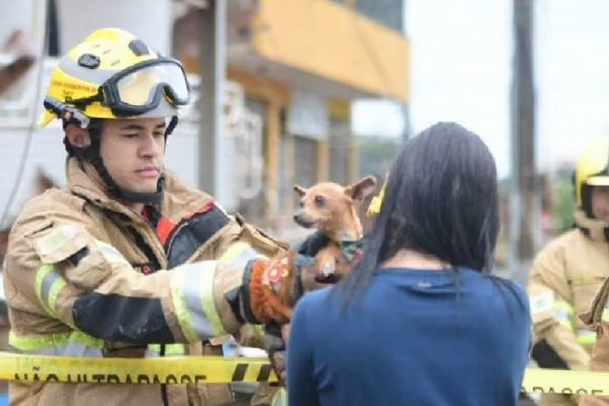 Bombeiros resgatam cãozinho do prédio que desabou em Taguatinga - News Rondônia