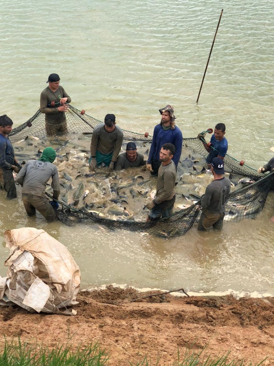 CUIDADOS COM O MANEJO DA DESPESCA AJUDA NA CONSERVAÇÃO E QUALIDADE DO PEIXE EM RONDÔNIA - News Rondônia