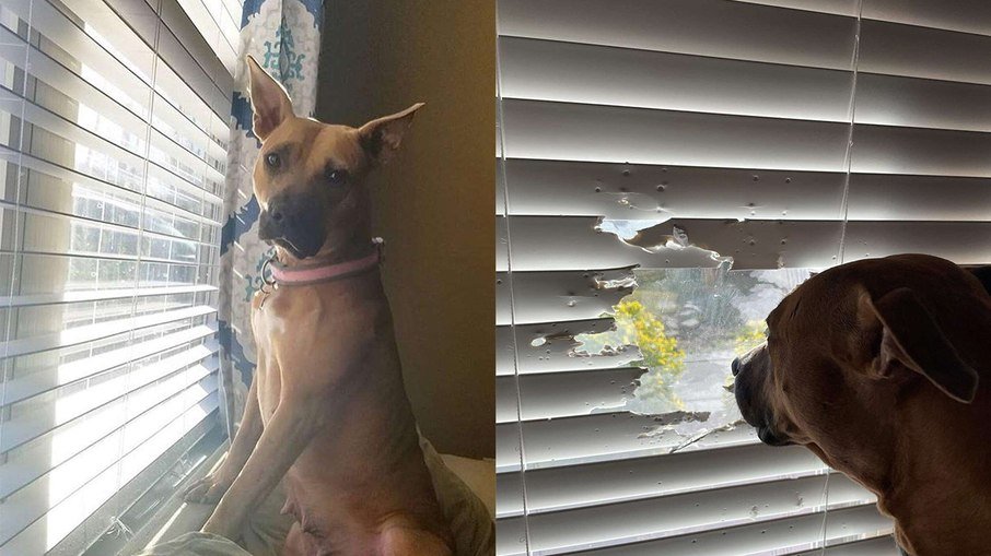 Cachorrinha faz buraco em persiana para poder olhar pela janela - News Rondônia