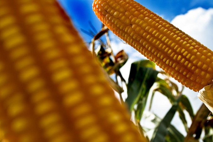Governo autoriza importação de mais uma variedade de milho transgênico dos EUA - News Rondônia