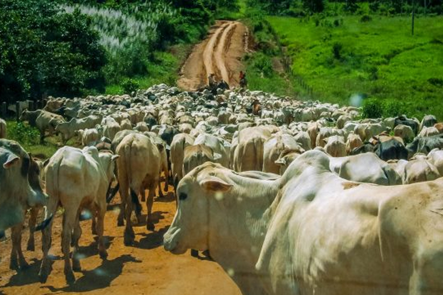 Minuta de Projeto de Lei que trata da defesa animal em Rondônia é submetida à consulta pública - News Rondônia