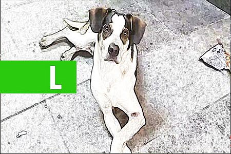 SENADO APROVA AUMENTO DE PENA PARA CRIME DE MAUS-TRATOS A ANIMAIS - News Rondônia