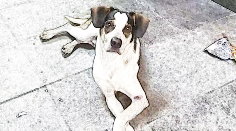 SENADO APROVA AUMENTO DE PENA PARA CRIME DE MAUS-TRATOS A ANIMAIS - News Rondônia