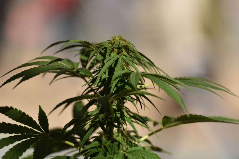 NÚMERO DE PRESCRITORES DA 'CANNABIS' CRESCE, MAS DEMANDA É MAIOR - News Rondônia