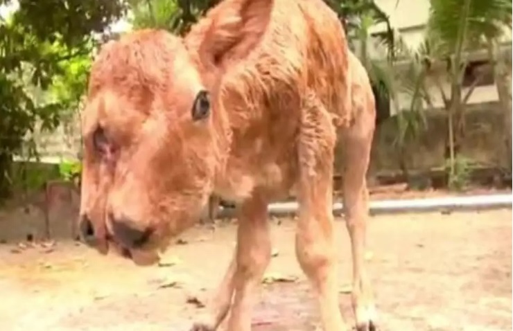 MUTANTE: BEZERRO NASCE COM DUAS CABEÇAS, DUAS LÍNGUAS E QUATRO OLHOS - News Rondônia