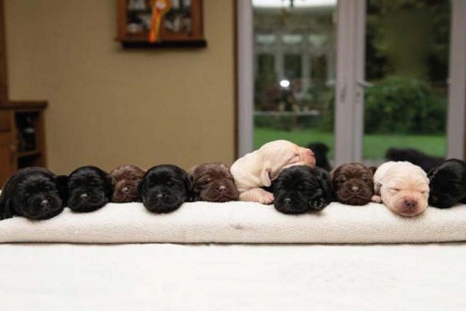 Labradora tem ninhada rara, dez filhotes em cores diferentes - News Rondônia