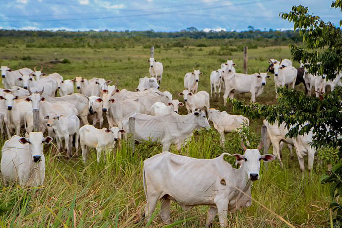 Parceria vai incentivar melhoria genética para o rebanho bovino de Rondônia - News Rondônia