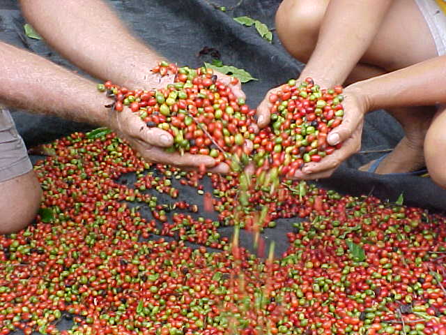 CRESCE A PRODUTIVIDADE DO CAFÉ ROBUSTA EM RONDÔNIA - News Rondônia