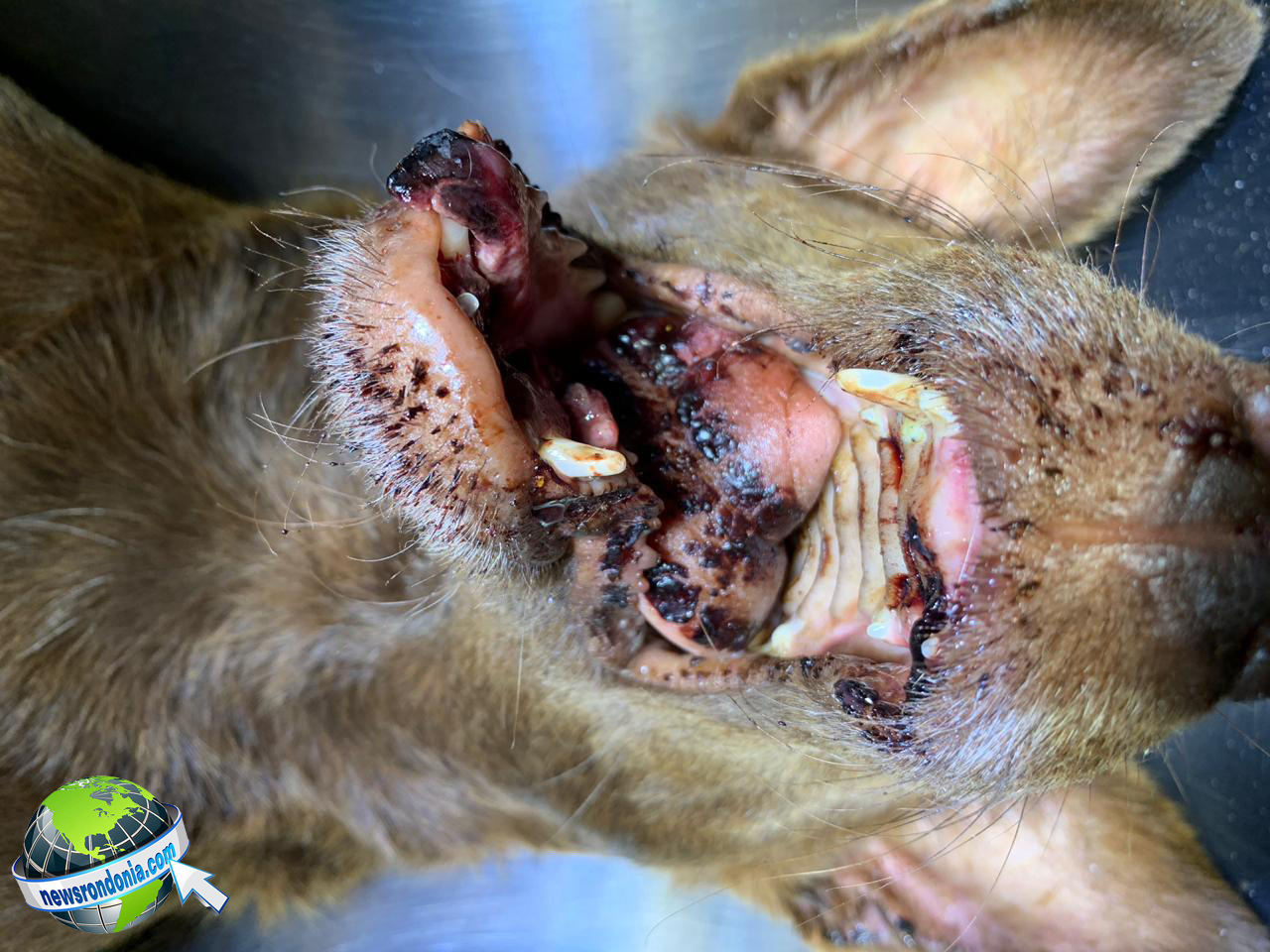 COVARDE CHUTA BOCA E QUEBRA MAXILAR DE CADELINHA NA ZONA SUL DA CAPITAL; AJUDE NO TRATAMENTO - News Rondônia