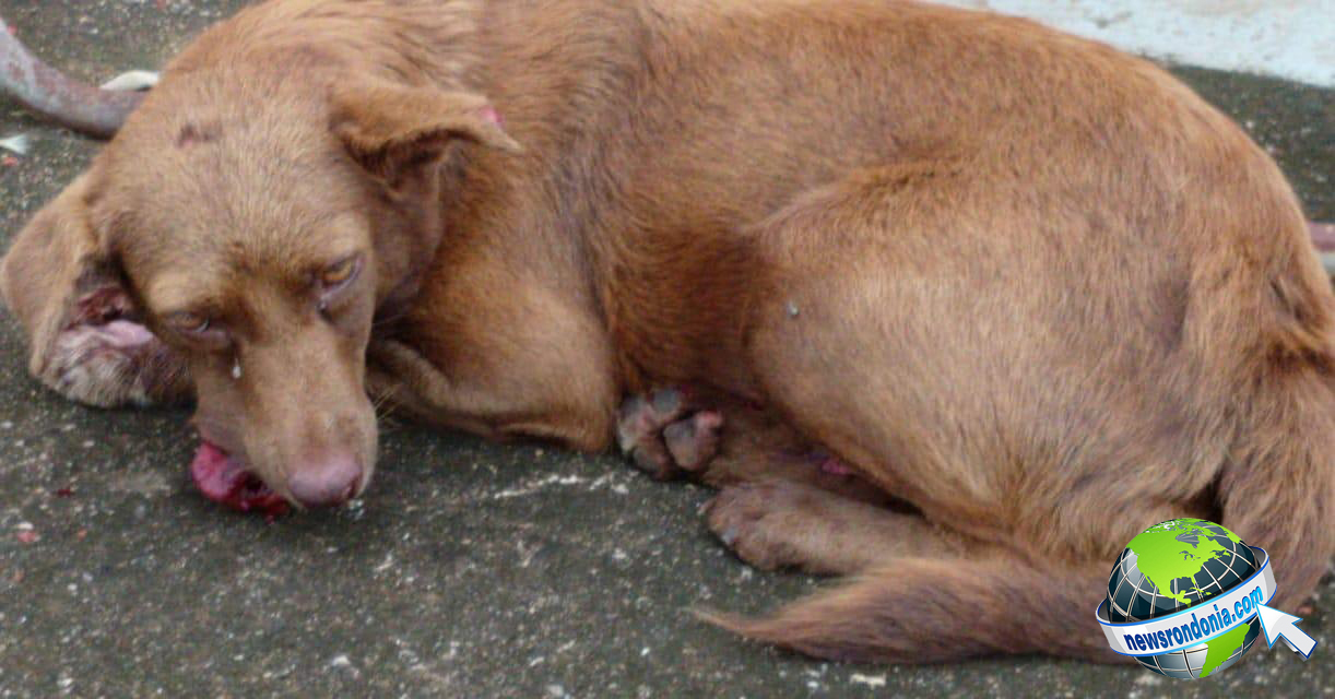 COVARDE CHUTA BOCA E QUEBRA MAXILAR DE CADELINHA NA ZONA SUL DA CAPITAL; AJUDE NO TRATAMENTO - News Rondônia