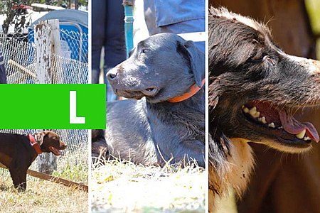 THOR, BRAVO E LUA: CONHEÇA OS CÃES-BOMBEIROS QUE ATUAM EM BRUMADINHO - News Rondônia