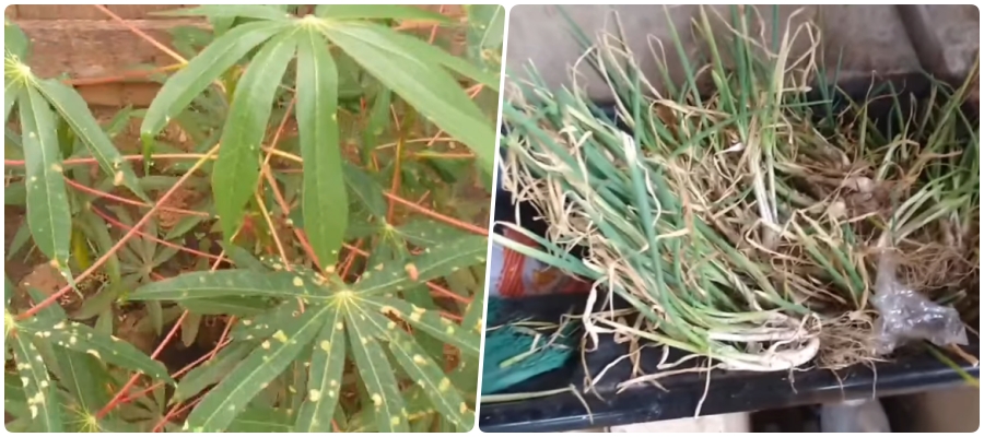 Moradores estão apavorados com possível envenenamento de hortaliças na Ponta do Abunã - News Rondônia