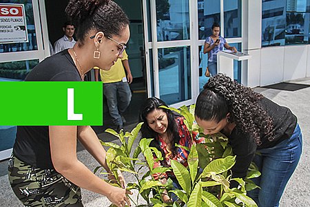 SEDAM LANÇA O PROJETO 'PLANTE CASTANHA DO BRASIL' EM GUAJARÁ-MIRIM NA SEXTA-FEIRA,14 - News Rondônia