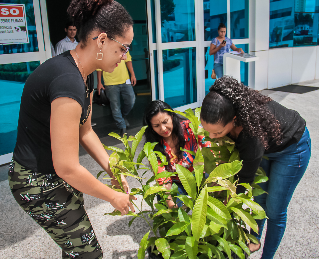 SEDAM LANÇA O PROJETO 'PLANTE CASTANHA DO BRASIL' EM GUAJARÁ-MIRIM NA SEXTA-FEIRA,14 - News Rondônia