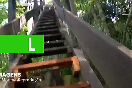 NO PANTANAL, JAGUATIRICA ASSUSTA CINEGRAFISTA AO VIR DE ENCONTRO À CÂMERA - VÍDEO - News Rondônia