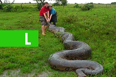 CINCO COBRAS GIGANTES CAPTURADAS - PARTE 3; VÍDEO - News Rondônia