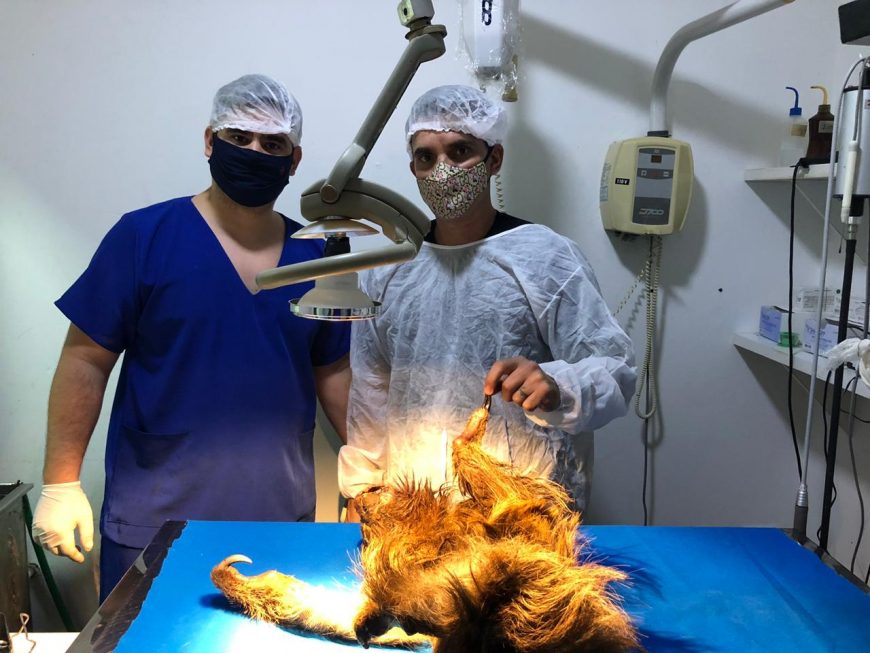 DIA DO VETERINÁRIO - Veterinários de Rondônia são destaque em trabalhos de proteção ambiental e auxílio aos produtores rurais - News Rondônia