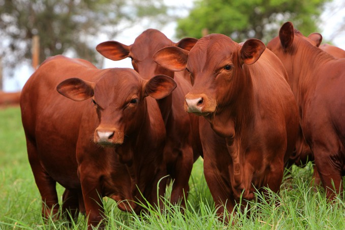 BIOTECNOLOGIAS REPRODUTIVAS ESTIMULAM CRESCIMENTO DA RAÇA SENEPOL NO BRASIL - News Rondônia