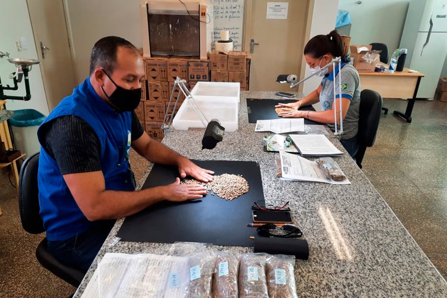 Amostras participantes do 6º Concafé passam pelo processo de triagem e classificação; premiação ocorre em outubro - News Rondônia